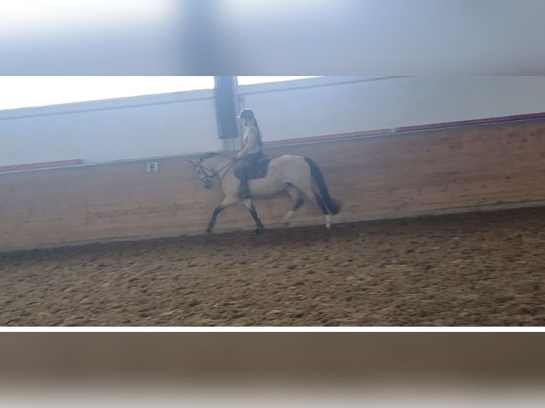 Deutsches Reitpony Stute 4 Jahre 149 cm Falbe in Lippetal