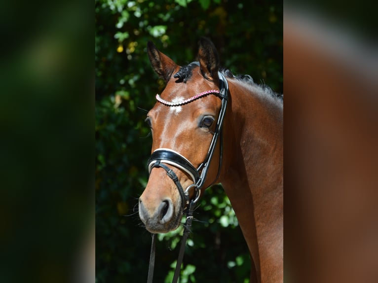 Deutsches Reitpony Stute 4 Jahre 150 cm Brauner in Lürschau