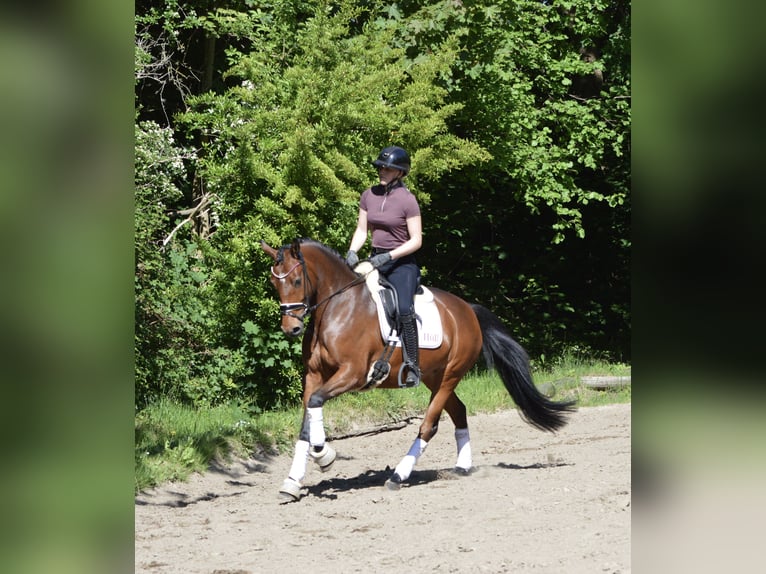 Deutsches Reitpony Stute 4 Jahre 150 cm Brauner in Lürschau