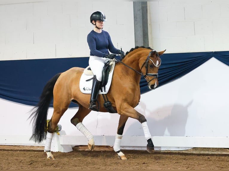 Deutsches Reitpony Stute 4 Jahre 150 cm Brauner in Marsberg