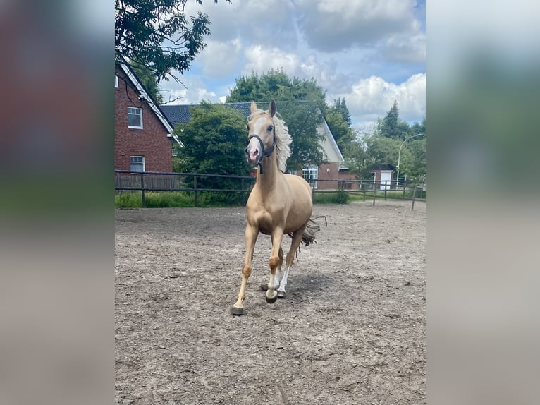 Deutsches Reitpony Stute 4 Jahre 150 cm Palomino in Bremerv&#xF6;rde