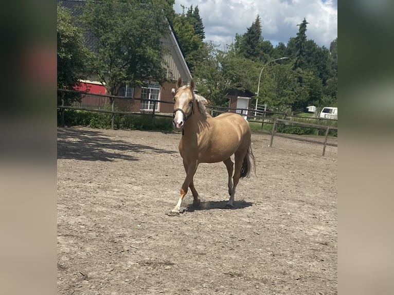 Deutsches Reitpony Stute 4 Jahre 150 cm Palomino in Bremerv&#xF6;rde