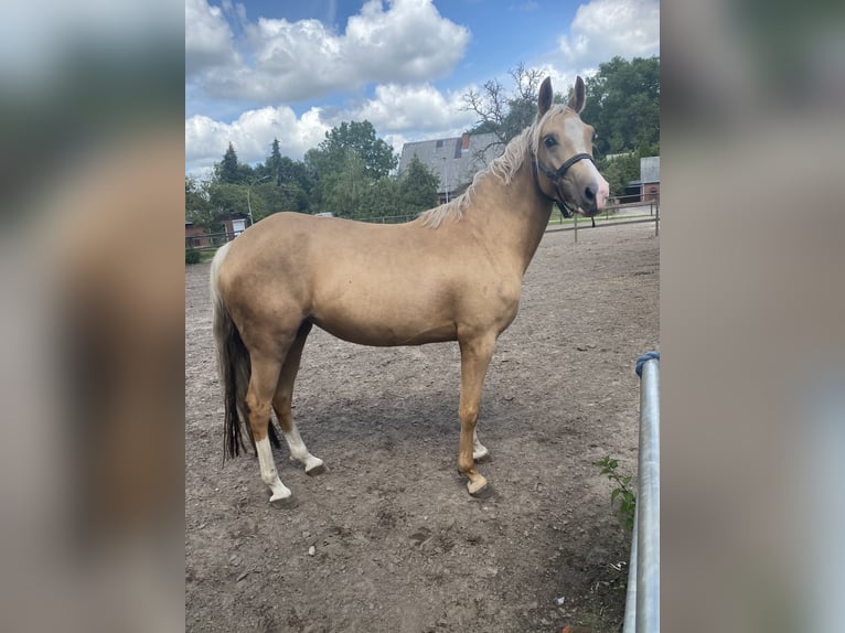 Deutsches Reitpony Stute 4 Jahre 150 cm Palomino in Bremerv&#xF6;rde