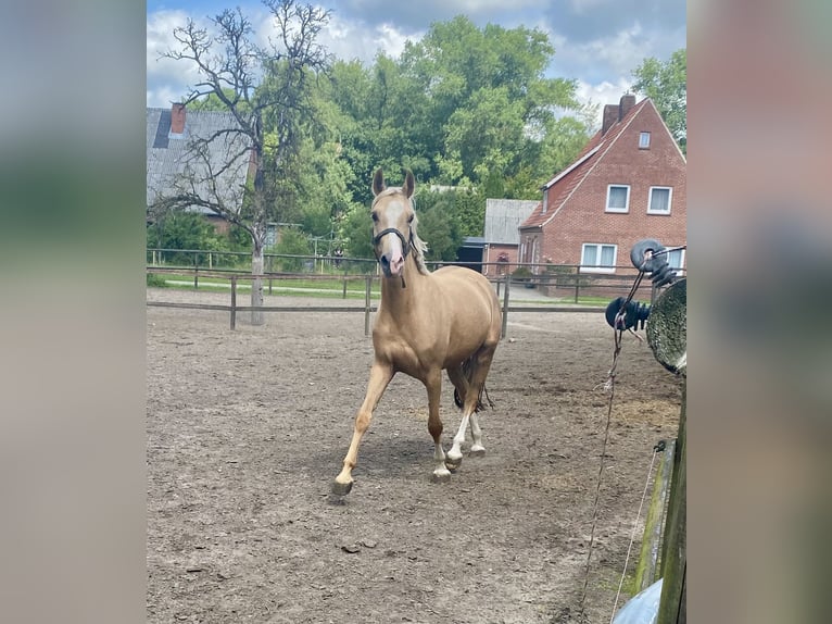 Deutsches Reitpony Stute 4 Jahre 150 cm Palomino in Bremerv&#xF6;rde