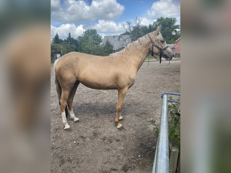 Deutsches Reitpony Stute 4 Jahre 150 cm Palomino in Bremerv&#xF6;rde