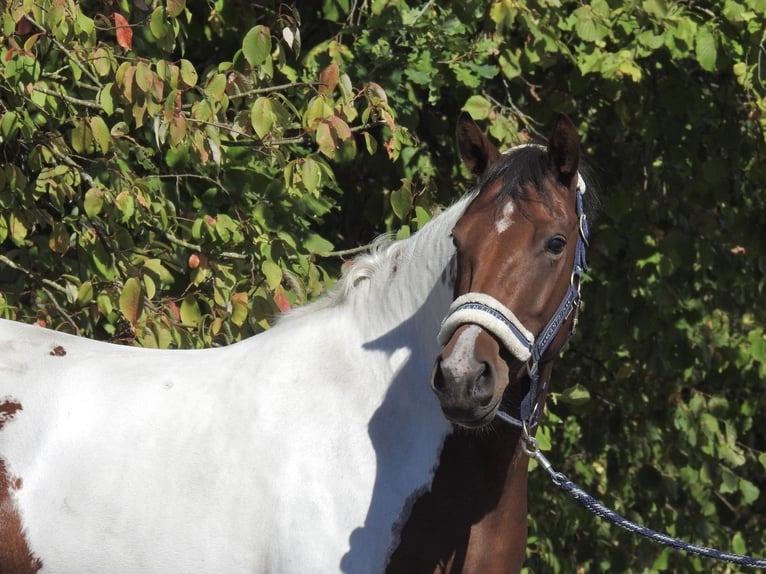 Deutsches Reitpony Stute 4 Jahre 150 cm Schecke in Verl