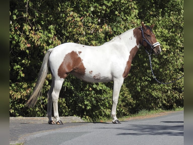Deutsches Reitpony Stute 4 Jahre 150 cm Schecke in Verl