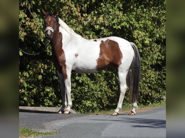 Deutsches Reitpony Stute 4 Jahre 150 cm Schecke in Verl