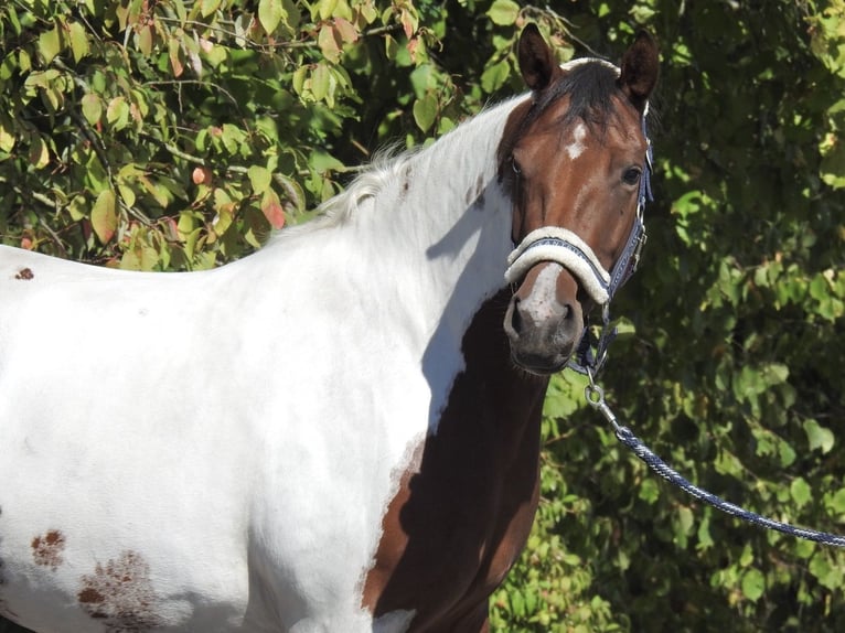 Deutsches Reitpony Stute 4 Jahre 150 cm Schecke in Verl