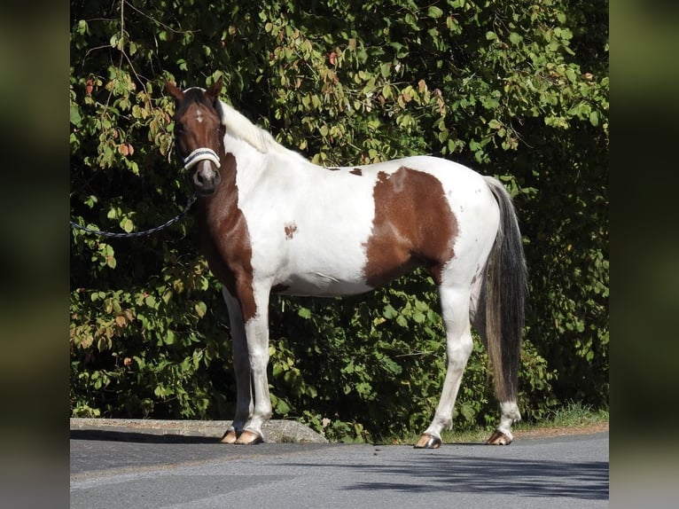 Deutsches Reitpony Stute 4 Jahre 150 cm Schecke in Verl