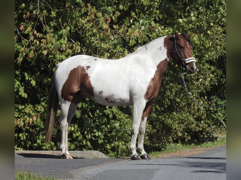 Deutsches Reitpony Stute 4 Jahre 150 cm Schecke in Verl