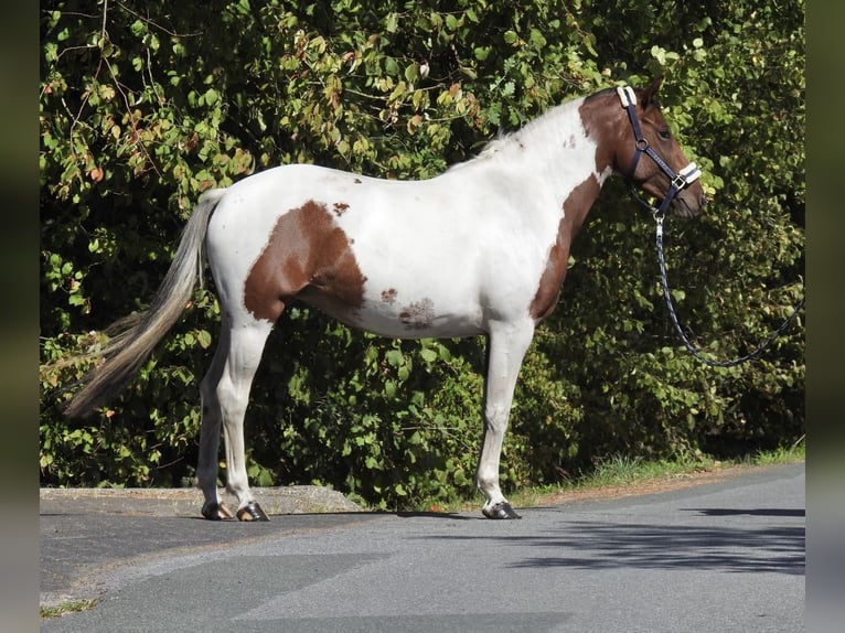 Deutsches Reitpony Stute 4 Jahre 150 cm Schecke in Verl