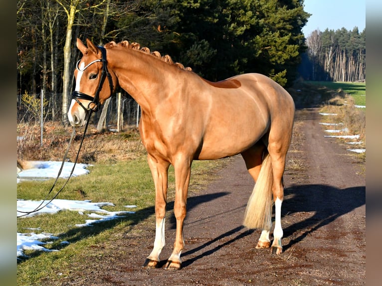 Deutsches Reitpony Stute 4 Jahre 151 cm Fuchs in Kamern