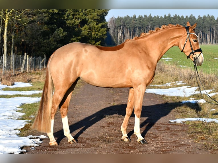 Deutsches Reitpony Stute 4 Jahre 151 cm Fuchs in Kamern