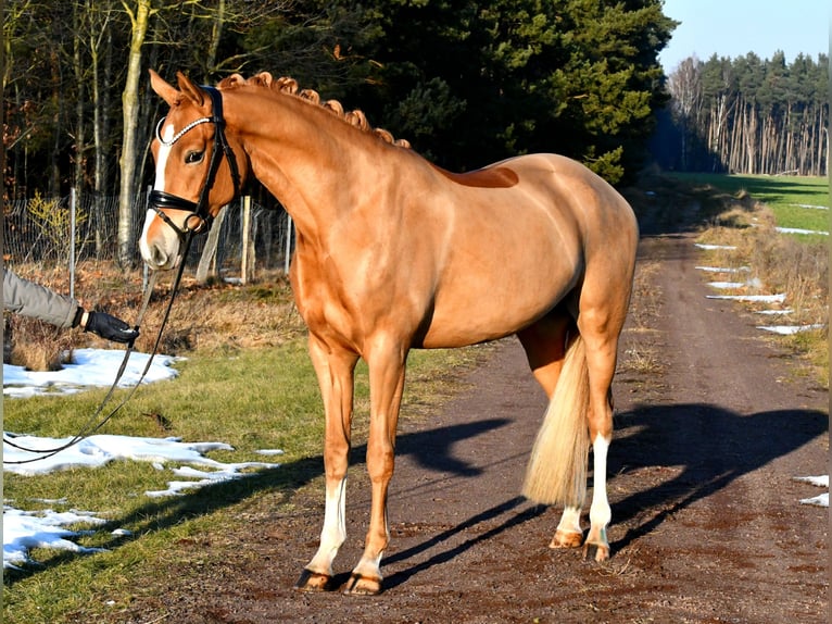 Deutsches Reitpony Stute 4 Jahre 151 cm Fuchs in Kamern