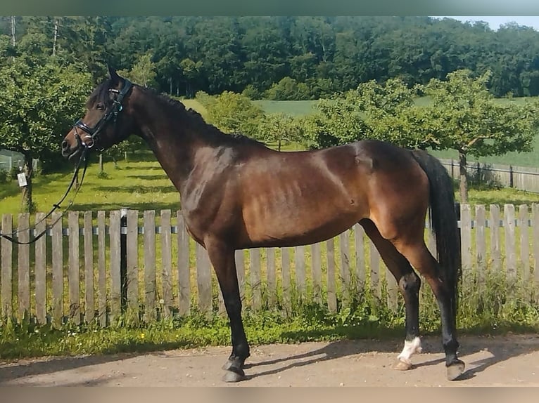 Deutsches Reitpony Mix Stute 4 Jahre 151 cm Schwarzbrauner in Kirchworbis