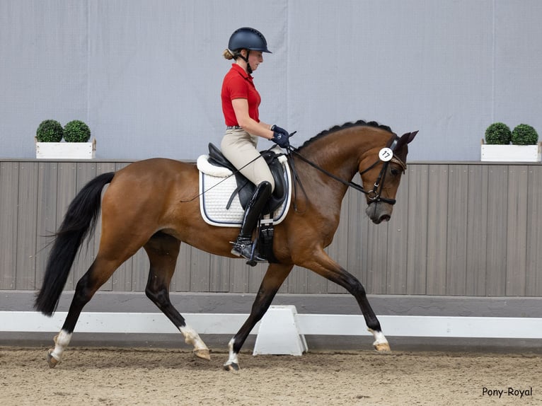 Deutsches Reitpony Stute 4 Jahre 152 cm Brauner in Großenkneten