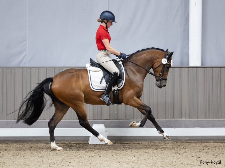 Deutsches Reitpony Stute 4 Jahre 152 cm Brauner in Großenkneten