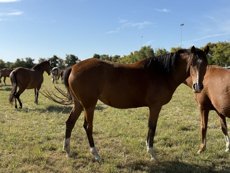 Deutsches Reitpony Stute 4 Jahre 152 cm Brauner in Vettwei&#xDF;