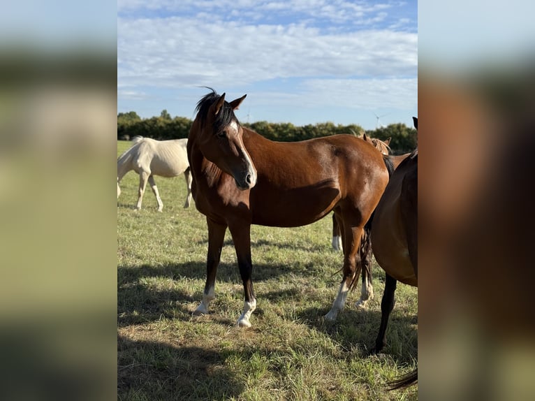 Deutsches Reitpony Stute 4 Jahre 152 cm Brauner in Vettwei&#xDF;