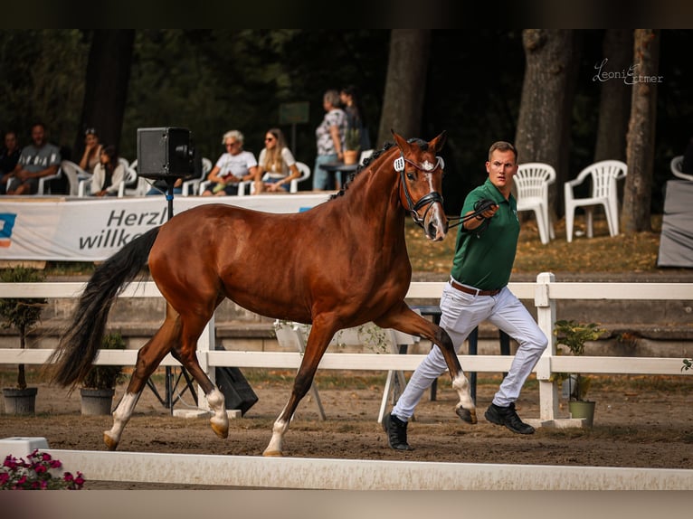 Deutsches Reitpony Stute 4 Jahre 152 cm Brauner in Vettwei&#xDF;