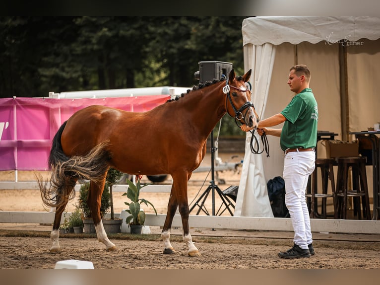 Deutsches Reitpony Stute 4 Jahre 152 cm Brauner in Vettwei&#xDF;
