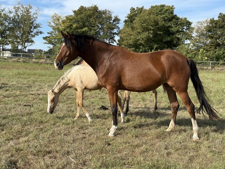 Deutsches Reitpony Stute 4 Jahre 152 cm Brauner in Vettwei&#xDF;