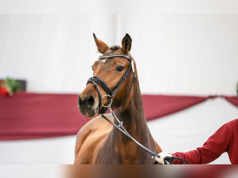 Deutsches Reitpony Stute 4 Jahre 152 cm Brauner in Untermarchtal