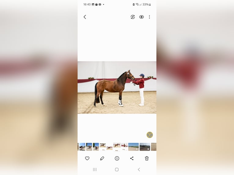 Deutsches Reitpony Stute 4 Jahre 152 cm Brauner in Untermarchtal