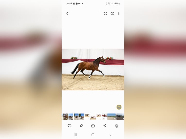 Deutsches Reitpony Stute 4 Jahre 152 cm Brauner in Untermarchtal