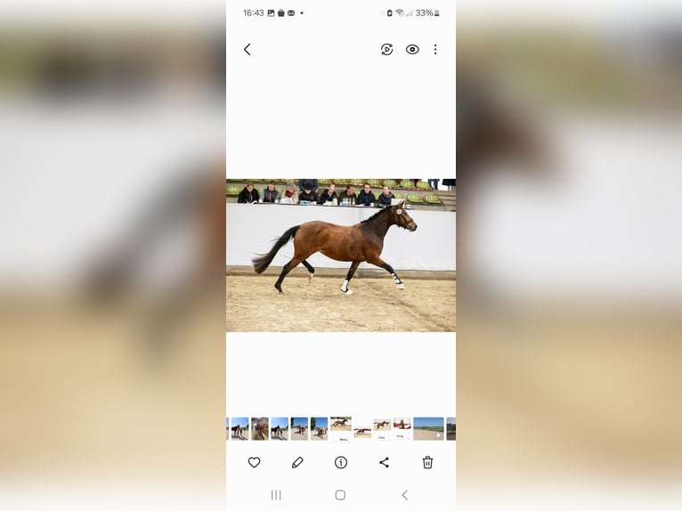 Deutsches Reitpony Stute 4 Jahre 152 cm Brauner in Untermarchtal