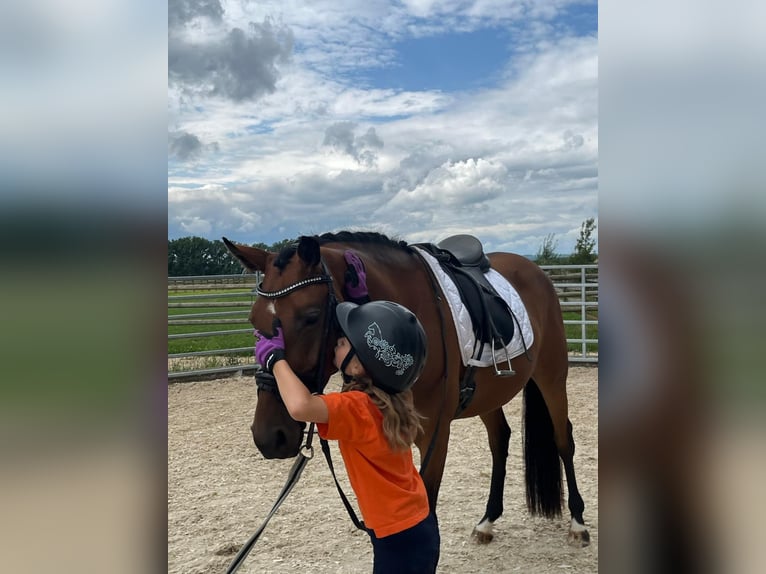 Deutsches Reitpony Stute 4 Jahre 152 cm Brauner in Untermarchtal