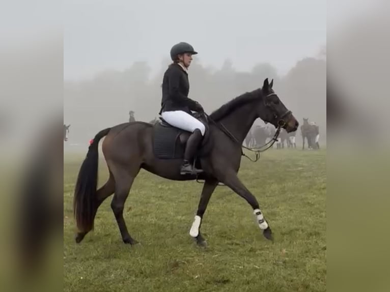Deutsches Reitpony Stute 4 Jahre 152 cm Brauner in Moisburg