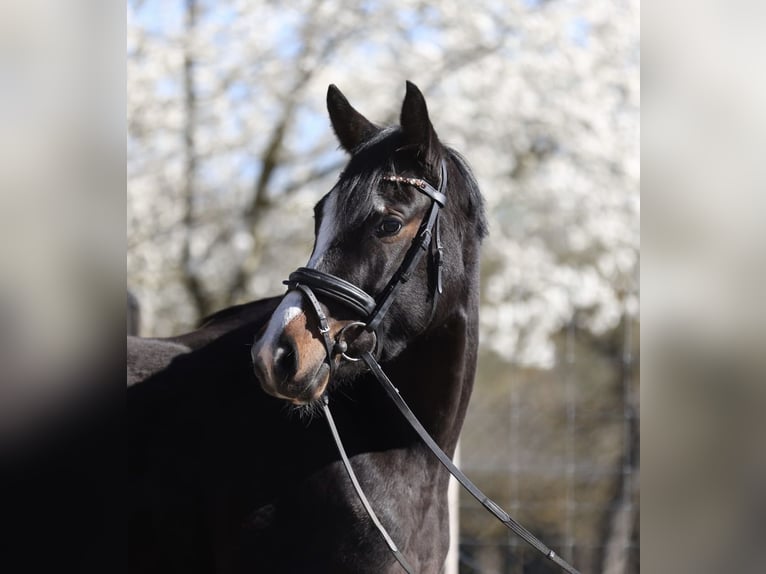 Deutsches Reitpony Stute 4 Jahre 152 cm Dunkelbrauner in Sangerhausen