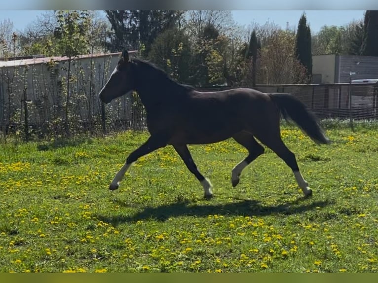 Deutsches Reitpony Stute 4 Jahre 152 cm Dunkelbrauner in Sangerhausen