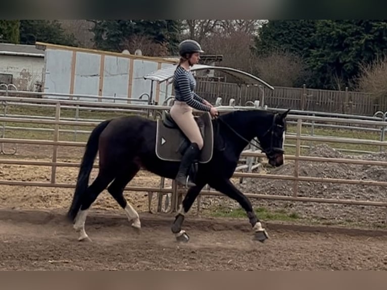 Deutsches Reitpony Stute 4 Jahre 152 cm Dunkelbrauner in Sangerhausen
