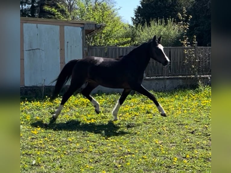 Deutsches Reitpony Stute 4 Jahre 152 cm Dunkelbrauner in Sangerhausen