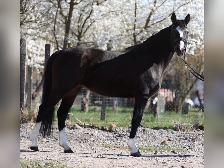 Deutsches Reitpony Stute 4 Jahre 152 cm Dunkelbrauner in Sangerhausen
