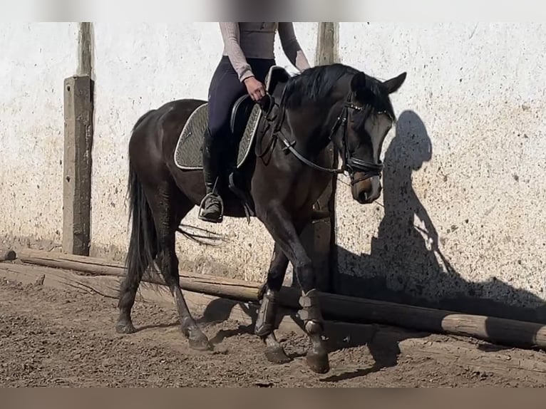 Deutsches Reitpony Stute 4 Jahre 152 cm Dunkelbrauner in Sangerhausen