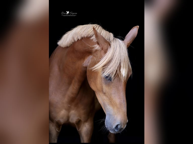 Deutsches Reitpony Stute 4 Jahre 152 cm Fuchs in Neuenkirchen-V&#xF6;rden