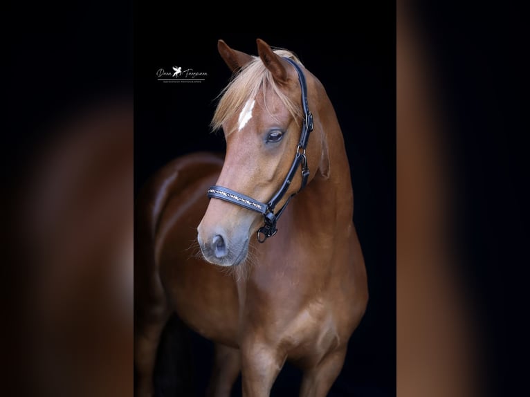 Deutsches Reitpony Stute 4 Jahre 152 cm Fuchs in Neuenkirchen-V&#xF6;rden