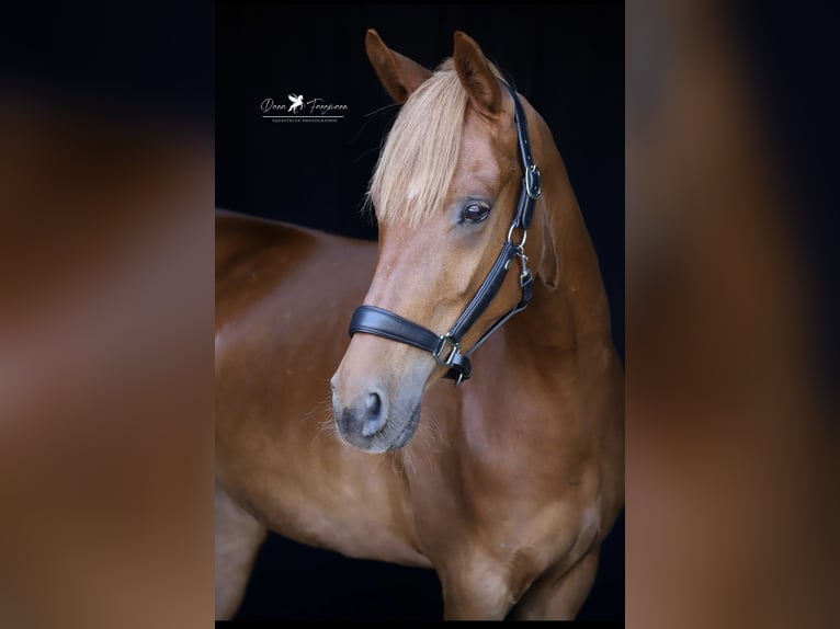 Deutsches Reitpony Stute 4 Jahre 152 cm Fuchs in Neuenkirchen-V&#xF6;rden