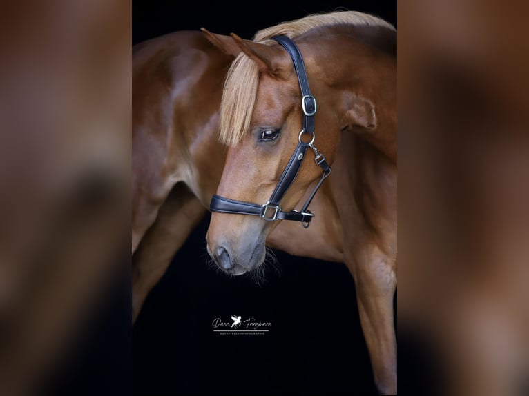 Deutsches Reitpony Stute 4 Jahre 152 cm Fuchs in Neuenkirchen-V&#xF6;rden