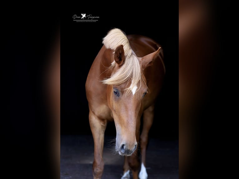 Deutsches Reitpony Stute 4 Jahre 152 cm Fuchs in Neuenkirchen-V&#xF6;rden