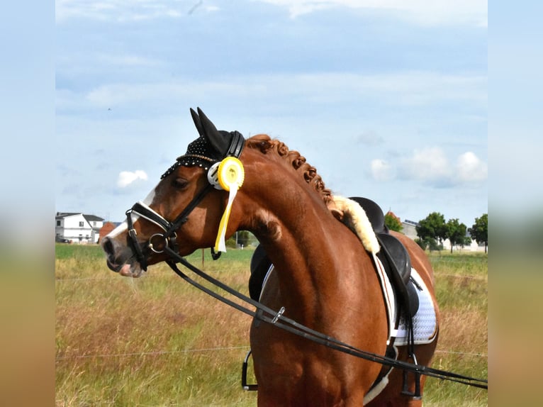 Deutsches Reitpony Stute 4 Jahre 152 cm Fuchs in Kamern