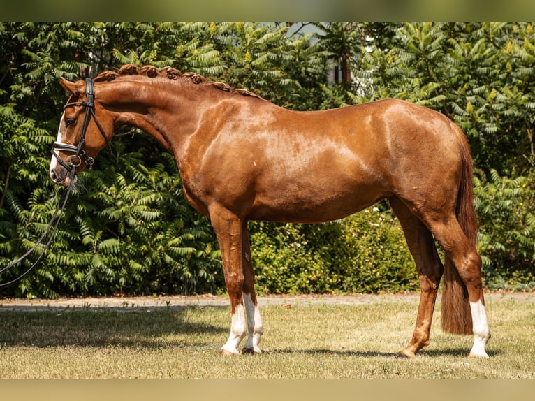 Deutsches Reitpony Stute 4 Jahre 152 cm Fuchs in Kamern