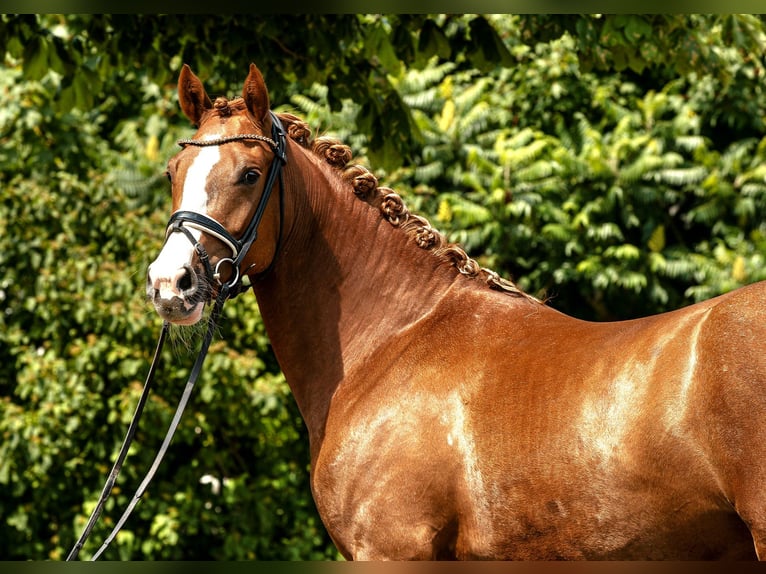 Deutsches Reitpony Stute 4 Jahre 152 cm Fuchs in Kamern