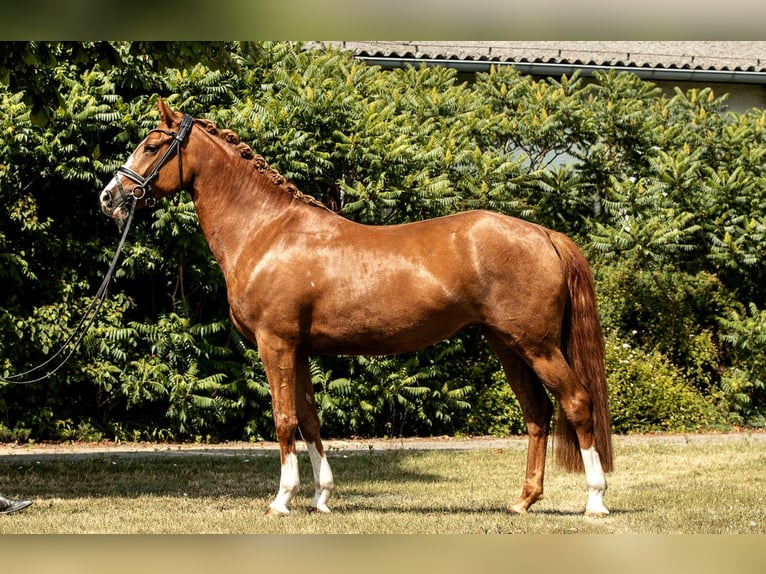 Deutsches Reitpony Stute 4 Jahre 152 cm Fuchs in Kamern