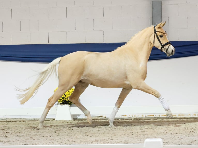 Deutsches Reitpony Stute 4 Jahre 152 cm Palomino in Marsberg