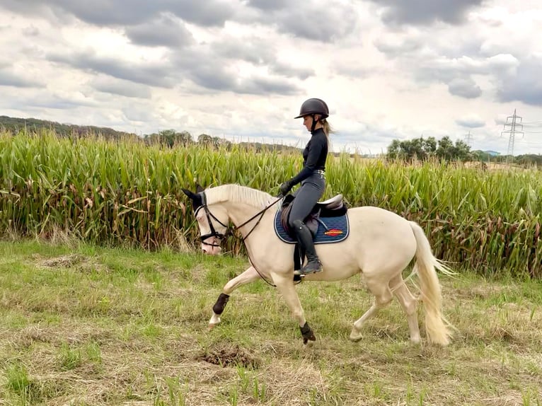 Deutsches Reitpony Stute 4 Jahre 152 cm Perlino in Castrop-Rauxel